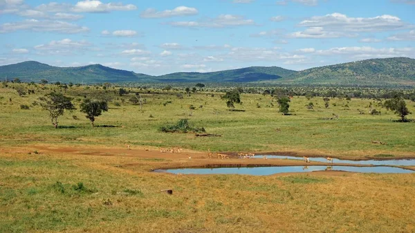 ケニアの国立公園内の水全体の周りの風光明媚な風景 — ストック写真