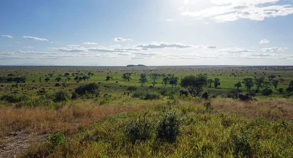 Zielony Krajobraz Naturalny Kenii Safari Park Sezonie Deszcz — Zdjęcie stockowe