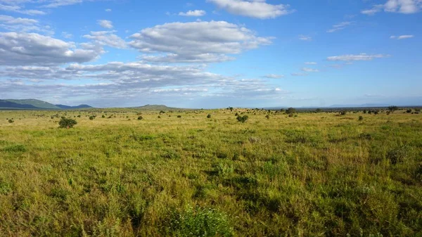 Gröna Landskap Kenyanska Safari Park Efter Regnar Säsong — Stockfoto
