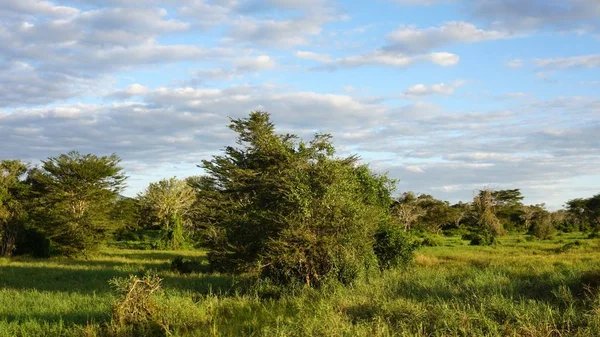 Verde Paisaje Natural Parque Safari Kenia Después Temporada Lluvias — Foto de Stock