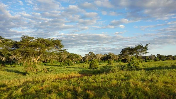 Paysage Naturel Vert Dans Parc Safari Kenyan Après Saison Des — Photo