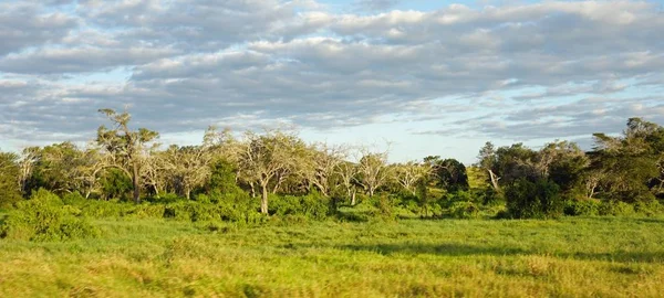 Paisagem Natural Verde Parque Safári Quênia Após Estação Chuvosa — Fotografia de Stock