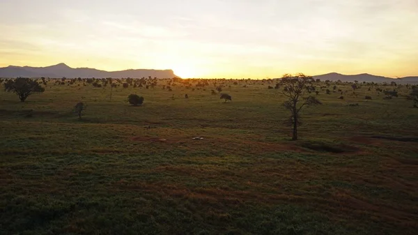 Lever Tôt Matin Sur Quitter Savane Dans Parc National Kenyan — Photo