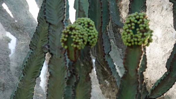 Très Gros Cactus Dans Parc National Kenya — Photo