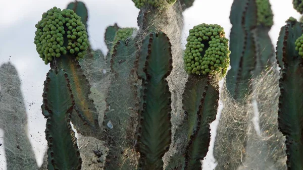 Cactus Molto Grande Parco Nazionale Kenya — Foto Stock