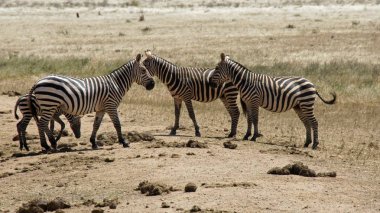 kenya ulusal parkta savana vahşi yaşam zebras