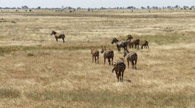 kenya ulusal parkta savana vahşi yaşam zebras