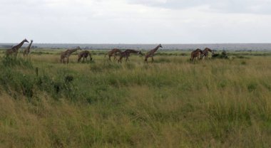 vahşi yaşam zürafa keya milli parkında