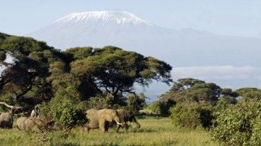 Kenya Ulusal park vahşi yaşam filler