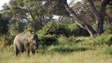 Kenya Ulusal park vahşi yaşam filler