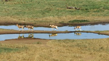 Kenya Ulusal Parkı savana vahşi yaşam heartebeest