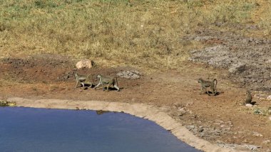 Kenya Ulusal Parkı savana vahşi yaşam maymun