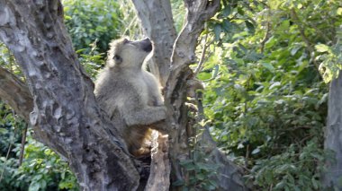 Kenya Ulusal Parkı savana vahşi yaşam maymun