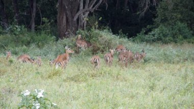 Kenya Ulusal Parkı savana vahşi yaşam Impala