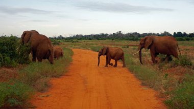 Kenya Ulusal park vahşi yaşam filler