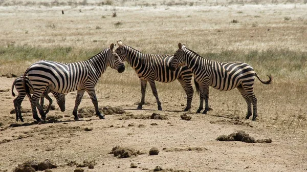 肯尼亚国家公园大草原上的野生斑马 — 图库照片