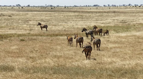 Zèbres Sauvages Vivants Dans Savane Parc National Kenya — Photo