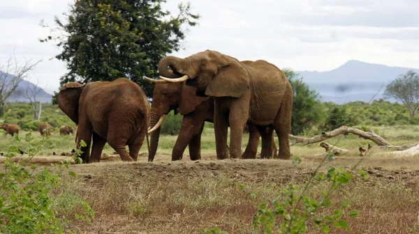 Życia Dzikich Słoni Kenii Park Narodowy — Zdjęcie stockowe