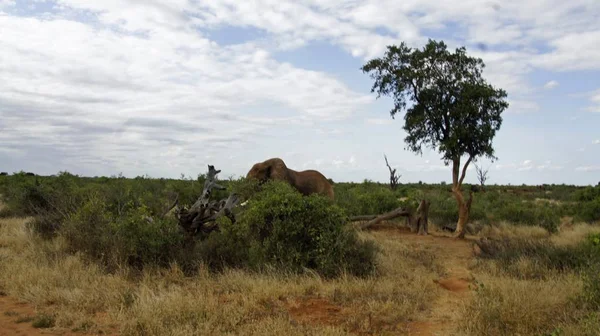 Wild Living Elephants Kenyan National Park — Stock Photo, Image