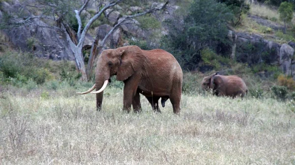 Elefanți Sălbatici Vii Într Parc Național Kenyan — Fotografie, imagine de stoc