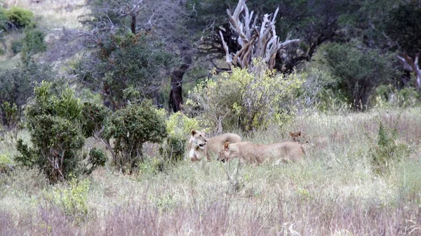 Lion Vivant Sauvage Dans Savane Parc National Kenyan — Photo