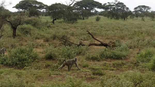 Dziki Życia Pawiana Savanna Kenijski Park Narodowy — Zdjęcie stockowe