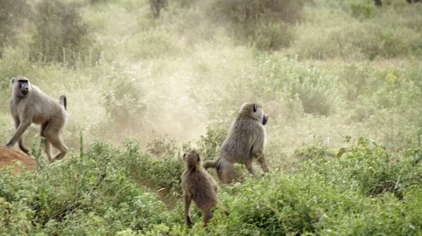 Kenya Ulusal Parkı savana vahşi yaşam maymun