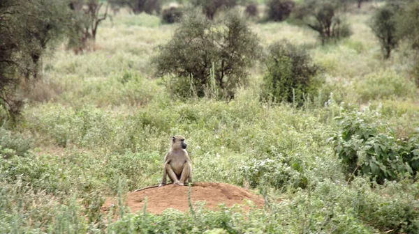 Kenya Ulusal Parkı savana vahşi yaşam maymun