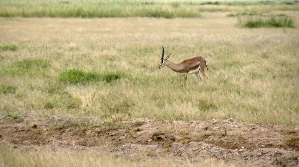 Wild Living Gazelle Savanna Kenya — Stock Photo, Image