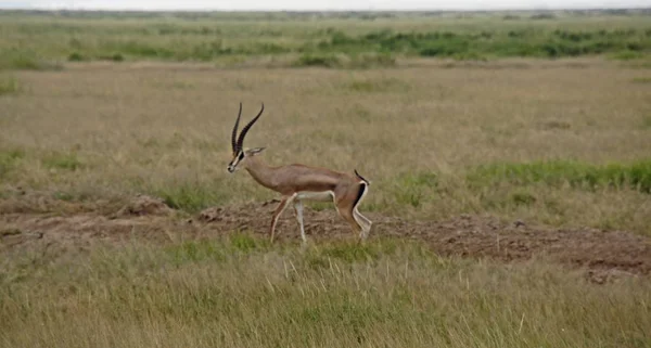 Wild Levende Gazelle Savanne Van Kenia — Stockfoto