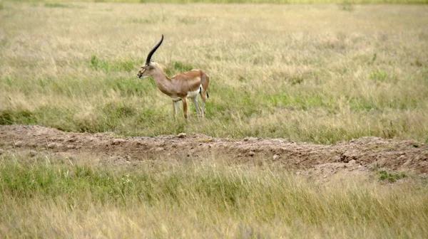 肯尼亚大草原上的野羚羊 — 图库照片