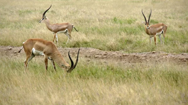 Gazela Viva Selvagem Savana Kenya — Fotografia de Stock