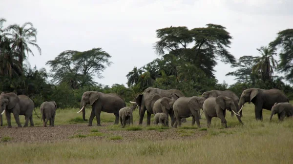 Kenya Ulusal park vahşi yaşam filler