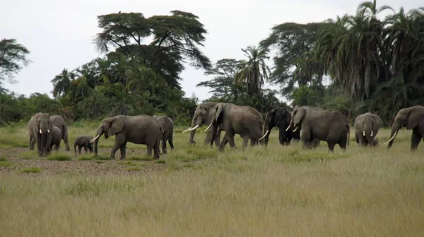 Kenya Ulusal park vahşi yaşam filler