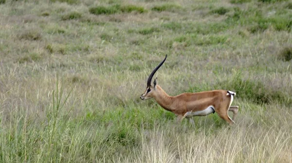 肯尼亚大草原上的野羚羊 — 图库照片