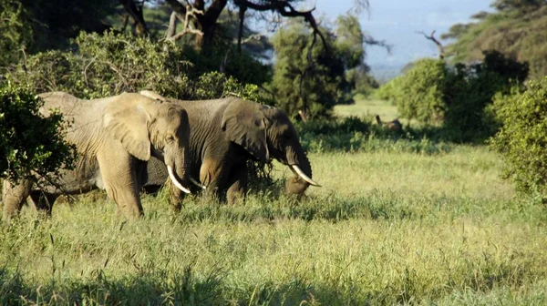 Elefantes Salvajes Parque Nacional Kenia — Foto de Stock