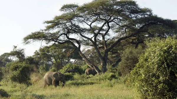 Wilde Lebende Elefanten Einem Kenianischen Nationalpark — Stockfoto