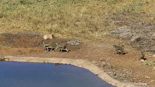 Babouin Vivant Sauvage Dans Savane Parc National Kenyan — Photo