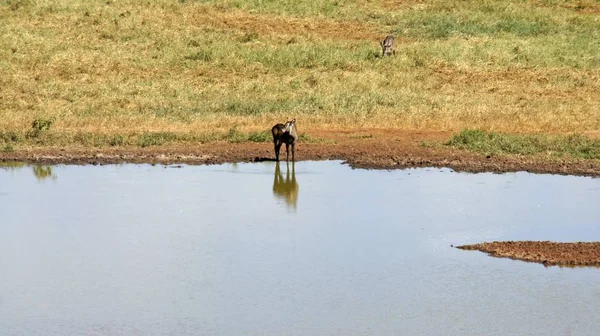 Bouc Eau Vivant Sauvage Dans Savane Parc National Kenya — Photo