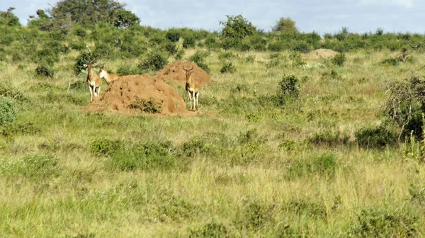 Gazelle Vivante Sauvage Dans Savane Kenya — Photo