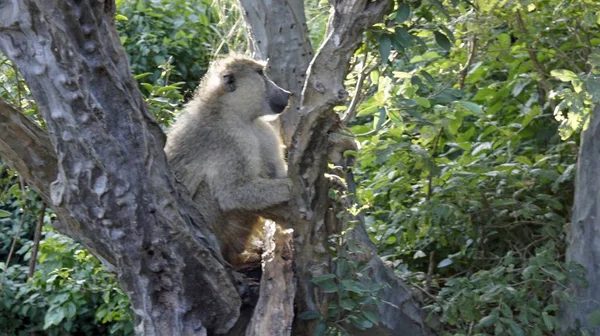 Wild Uppehälle Babian Savannen Kenyas Nationalpark — Stockfoto