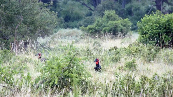 Wild Lebende Südliche Erdhornvögel Der Savanne Des Nationalparks Kenia — Stockfoto