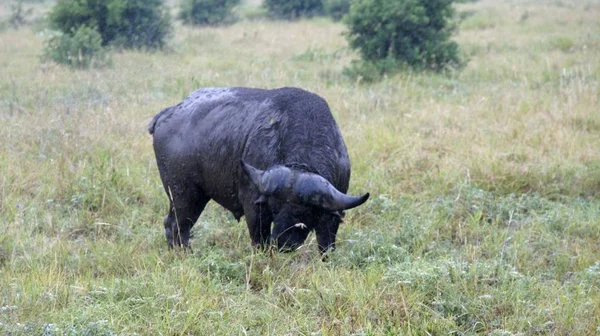 Buffle Vivant Sauvage Dans Savane Kenyane — Photo