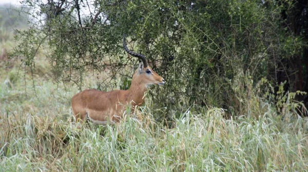 Wild Living Gazelle Savanna Kenya — Stock Photo, Image