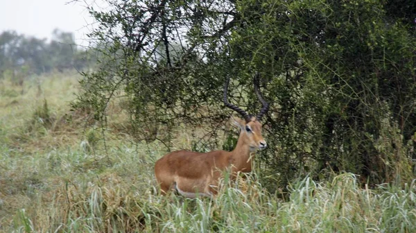 Wilde Lebende Gazelle Der Savanne Kenias — Stockfoto