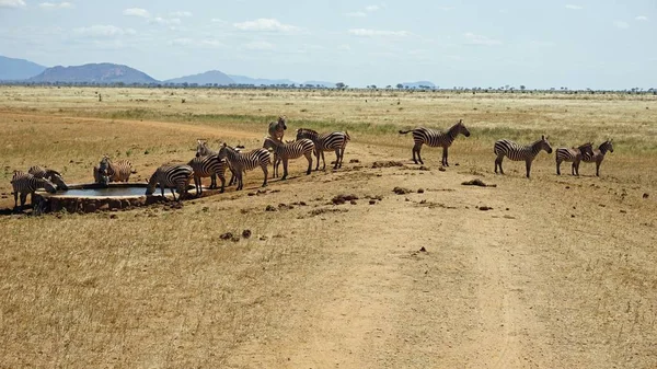 Дикі Життя Зебр Савана Національний Парк Кенії — стокове фото