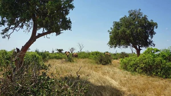 Wild Living Elephants Kenyan National Park — Stock Photo, Image