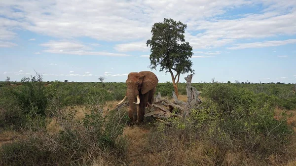 Elefanti Selvatici Viventi Parco Nazionale Keniota — Foto Stock