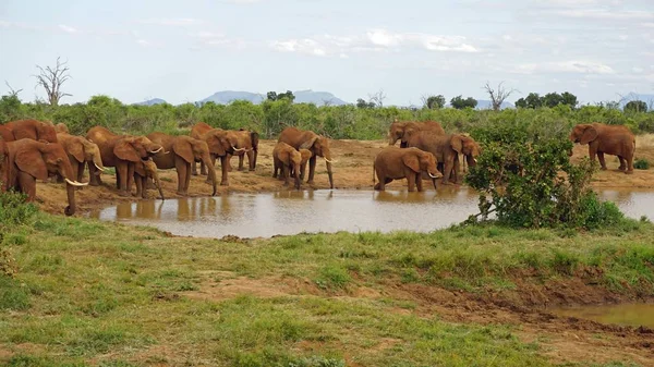 Kenya Ulusal park vahşi yaşam filler