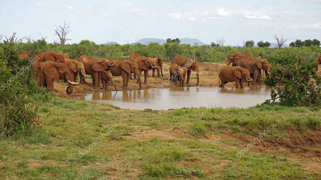 wild living elephants in a kenyan national park